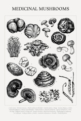 Medicinal mushroom sketches collection. Healing fungi hand-drawn vector illustrations. Apothecary vintage poster design. NOT AI generated