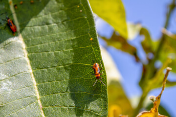 Milkweed Bug on Green Leaf