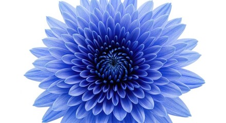 Closeup of a single, intricate blue chrysanthemum flower isolated on white background