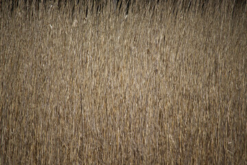 plant pattern 