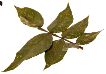 Fallen leaves on transparent background