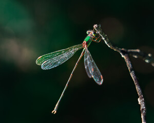 Macro photograph of a dragonfly perched on a branch with detailed transparent wings and iridescent colors. Insect close up in natural environment with blurred green background.