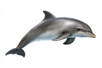 Fototapeta premium Realistic photograph of playful dolphin swimming gracefully against white background, showcasing its sleek body and joyful expression