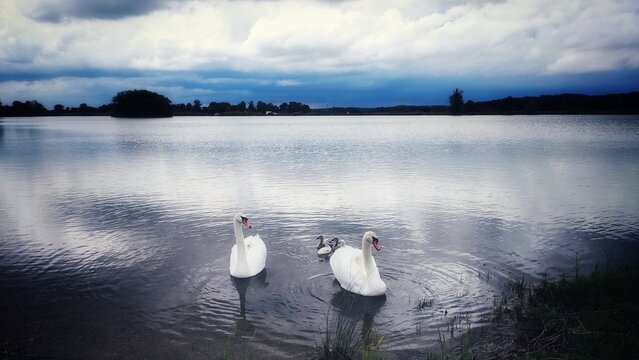 swan on the lake