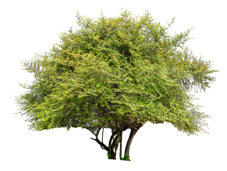 PNG file high qaulity big tree transparent background