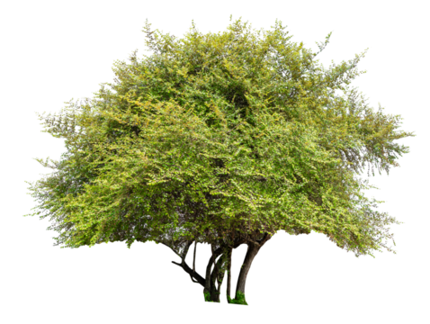 PNG file high qaulity big tree transparent background