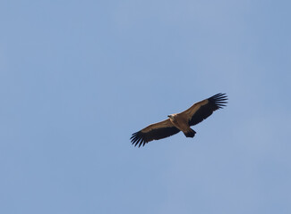 Fototapeta premium Vautour fauve majestueux ailes déployées au planer