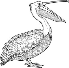 Pelican Illustration, Detailed Line Art of a Bird on White