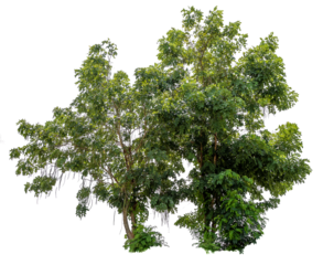 PNG file high qaulity big tree transparent background