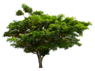 PNG single tree transparent background, high qaulity tree shoot by full frame camera