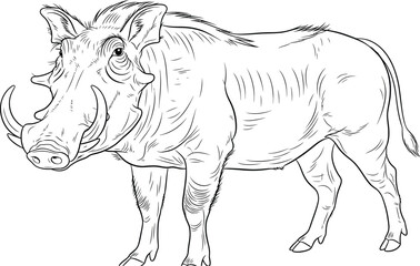 Warthog Illustration, Black and White Line Art on a Plain Setting