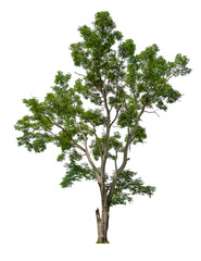 single tree PNG transparent easy to drag and drop to main project 