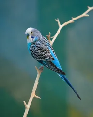 Male parakeet (Melopsittacus undulatus) with blue and black feathers perched on narrow bare tree branch © gnagel