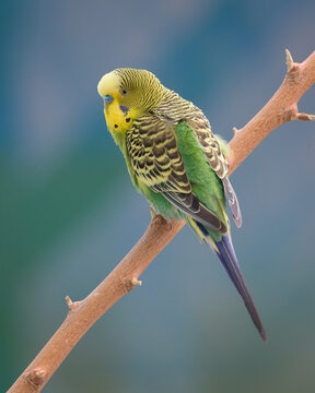 Male parakeet (Melopsittacus undulatus) with yellow and green feathers perched on narrow bare tree branch