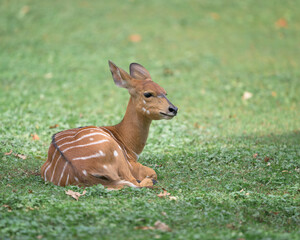 Nyala antelope calf sitting on green grass