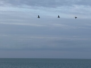 seagulls on the beach