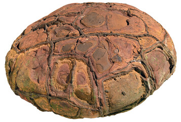 Septarian Nodule. Geology. Fosil rock. on transparent background