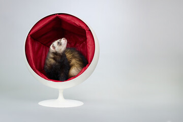 Fancy dark ferret indoor posing for portrait in studio