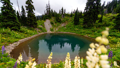 Serene mountain tarn reflecting trees, surrounded by lush greenery and wildflowers.