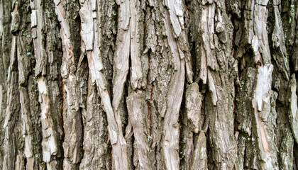 Obraz premium Close-up view of weathered tree bark texture with vertical ridges and fissures.