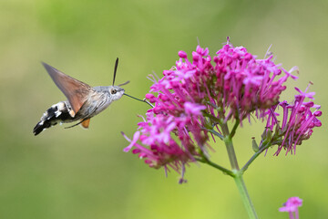 Macroglossum stellatarum