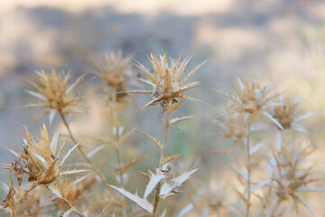 Brown plants in meadow. Thorn plant in garden in sunny day. Dry Carduus nutans grows in autumn. Seed head of wild flower.