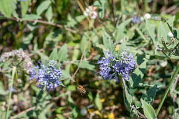 Bee flying towards delicate blue flowers in nature