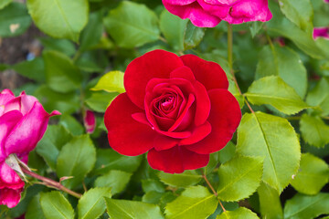Close-up of a blooming rose. A bush with red roses