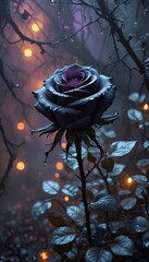 A dark rose in the night with purple and orange background for Halloween or gothic creations. 