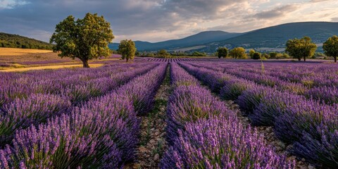 lavender field provence france