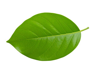 Fototapeta premium A vibrant green leaf showcasing intricate vein patterns against a clean, neutral background for nature themes.