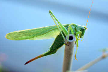big green grasshopper
