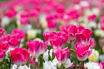 Pink and white tulips blooming in a colorful spring garden
