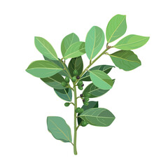 Twig bay leaf herb isolated on white background