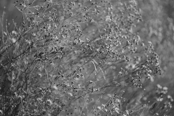 Broomweed plant background closeup in black and white