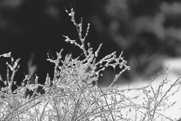Ice closeup on plant during freezing winter temperature.