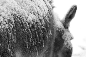Snow and ice on back of mini donkey for cold winter weather on farm.