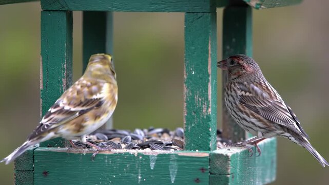 Two birds at a green wooden bird feeder