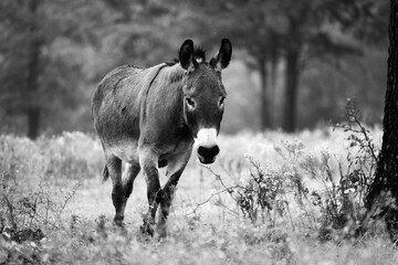 Mini donkey walking through rural farm field.