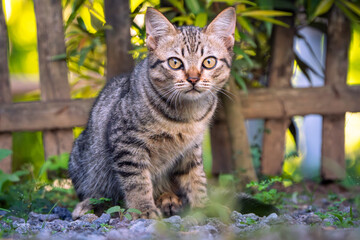 a Little cute tabby  standing in garde
