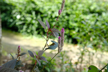 Pink celosia flower with garden plant, and nature background.