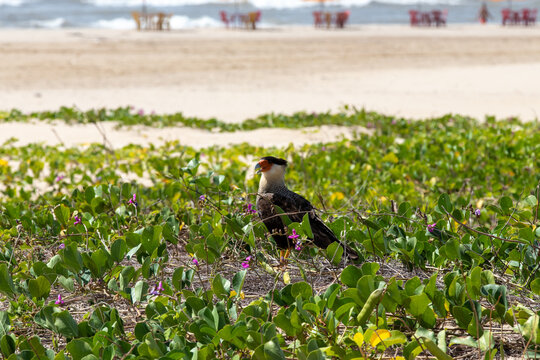Carcar&aacute; na vegeta&ccedil;&atilde;o restinga na praia. 