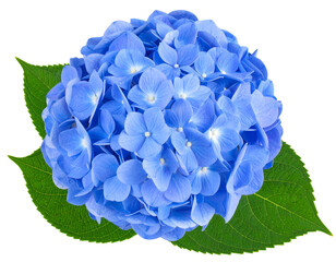 Firefly_A single blue hydrangea flower with green leaves isolated on a white background - Firefly_A single blue hydrangea flower with green leaves isolated on a white background