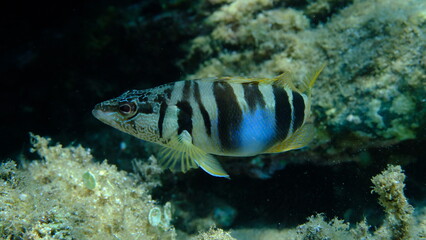Painted comber (Serranus scriba) undersea, Aegean Sea, Greece, Halkidikii, Pirgos beach