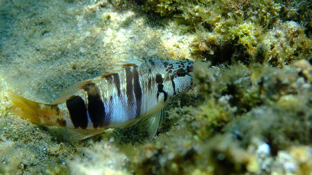 Painted comber (Serranus scriba) undersea, Aegean Sea, Greece, Halkidikii, Pirgos beach