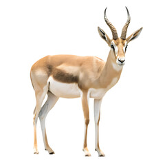 Obraz premium Gazelle standing with curved horns on white background png isolated on a transparent background