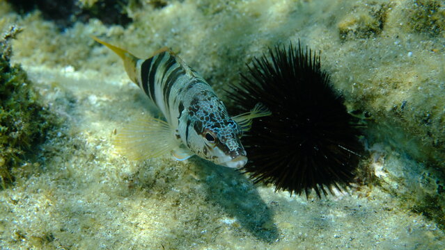 Painted comber (Serranus scriba) undersea, Aegean Sea, Greece, Halkidikii, Pirgos beach