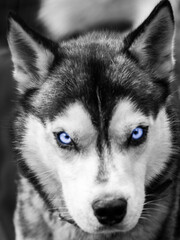Portrait of a husky dog with blue eyes. Close-up of a dog's gaze. Husky Mixes