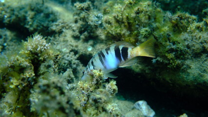 Painted comber (Serranus scriba) undersea, Aegean Sea, Greece, Halkidikii, Pirgos beach