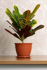 Vibrant croton plant with colorful variegated leaves in clay pot © Dmitrii